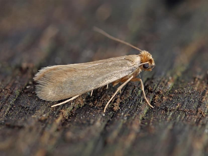Clothes Moths