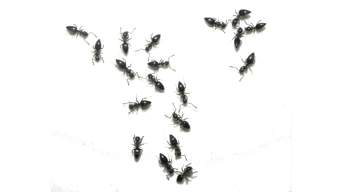 Lots of ant pesticides