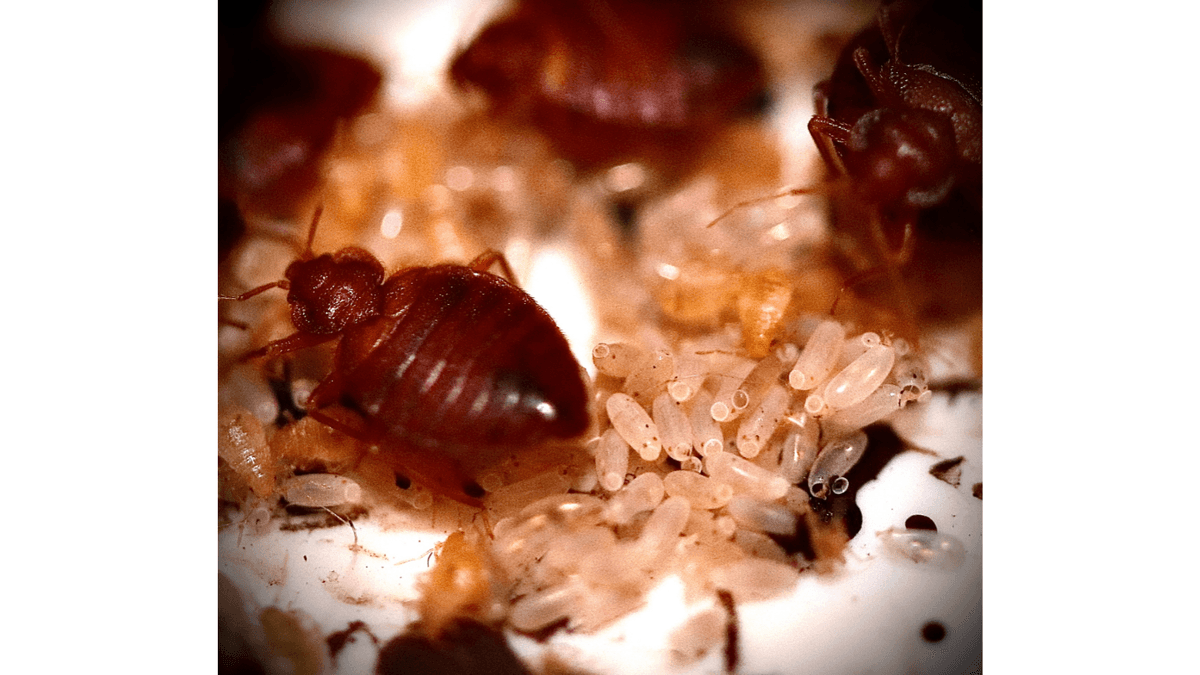 Bedbug pesticide
