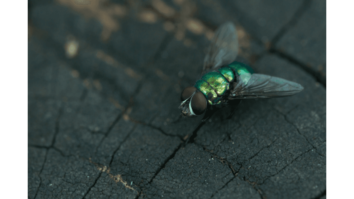 Blow fly, fly pesticide