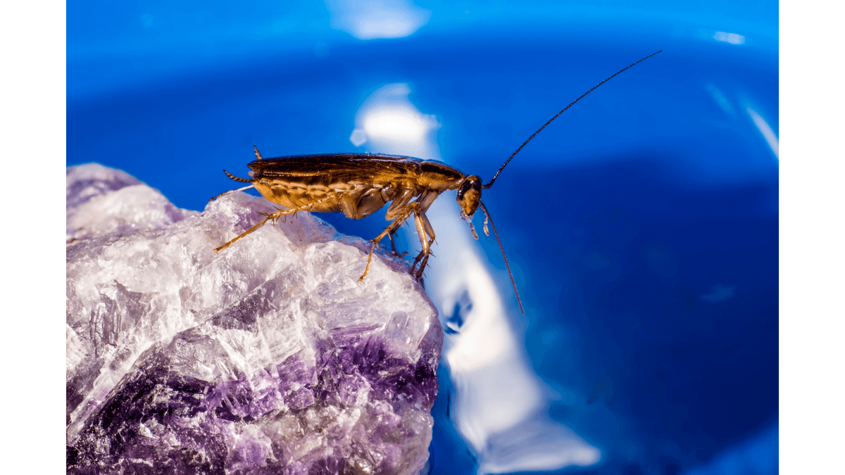 Cockroach pesticide