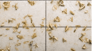Clothes Moths in trap