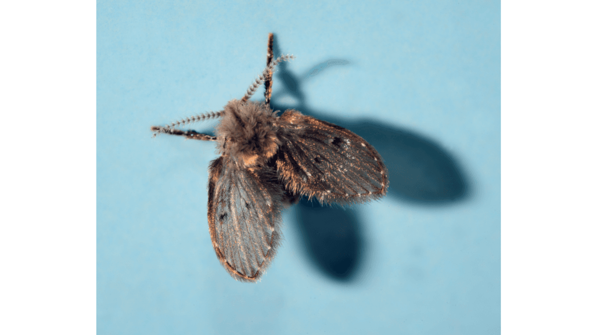 Drain fly pest
