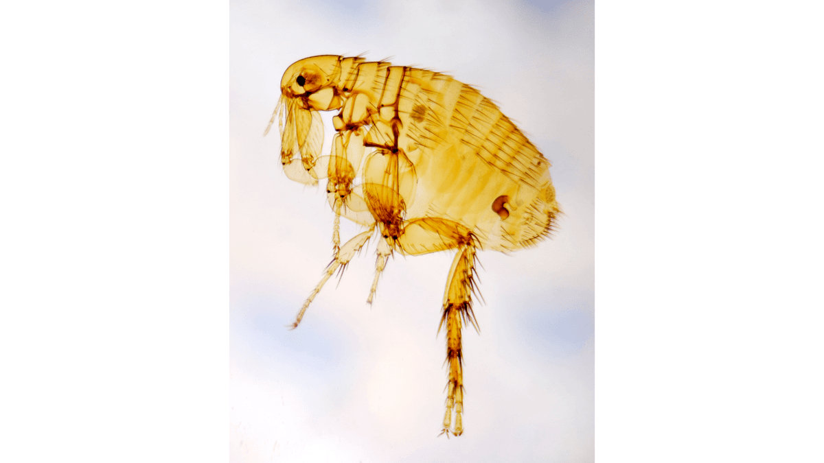Flea pesticide services