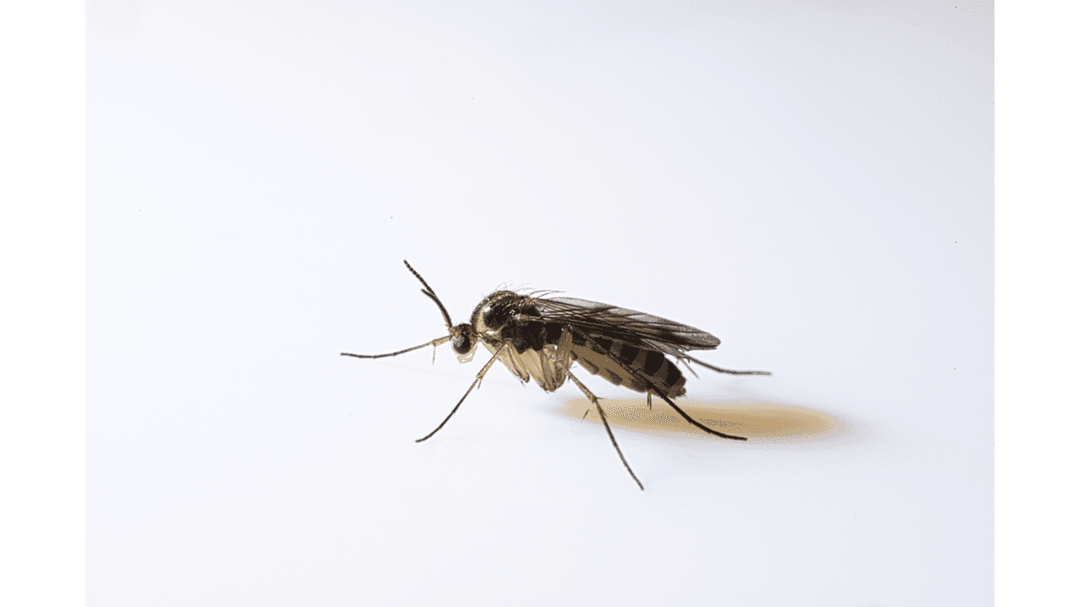 Fly pest control