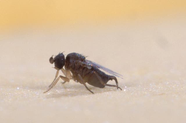 Phorid fly, pesticide