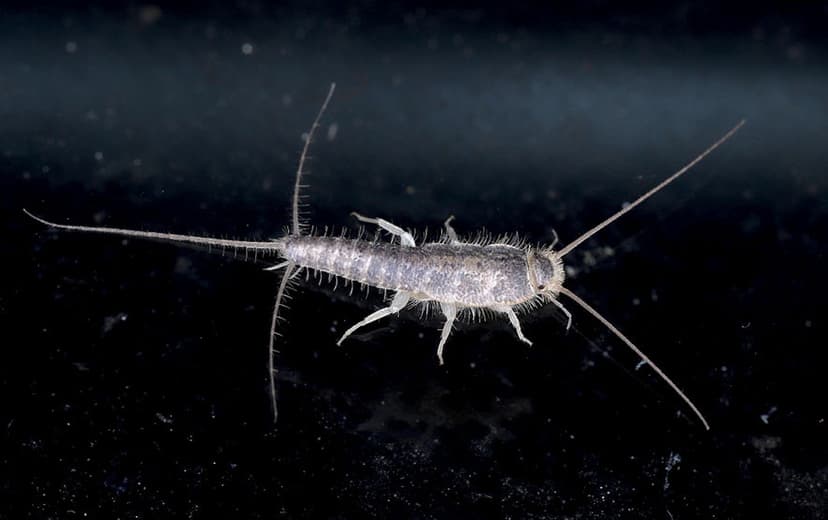 Silverfish pesticide