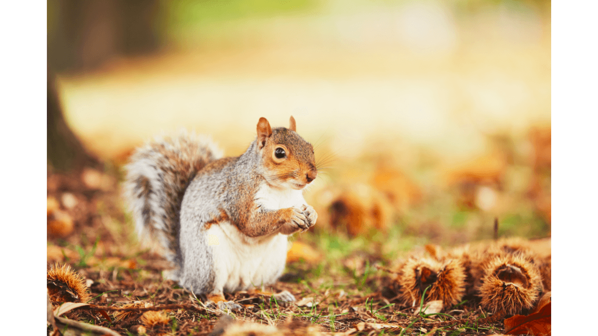 Squirrel pest in habitat