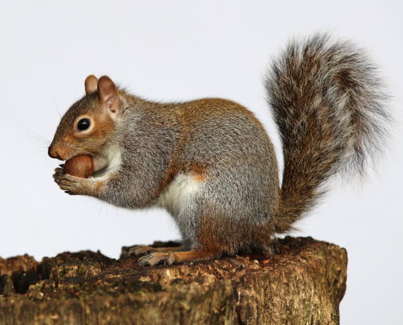 Grey squirrel eating a nut on a tree stump