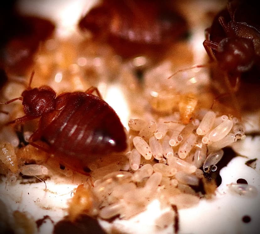Bed bugs and their eggs, close up