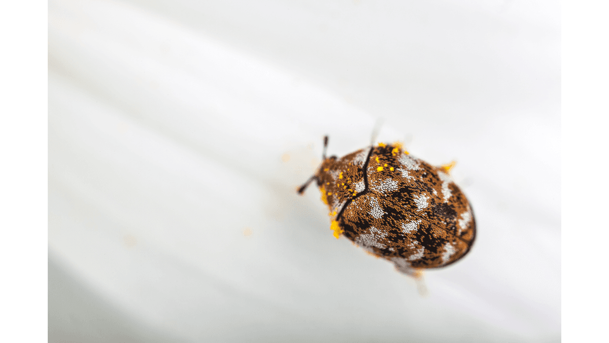 Carpet Beetle pest control
