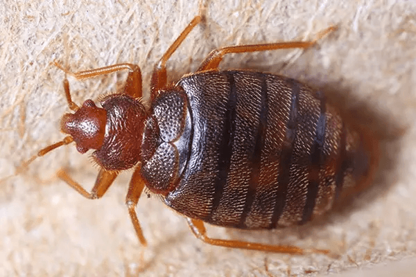 Bedbugs treatment service