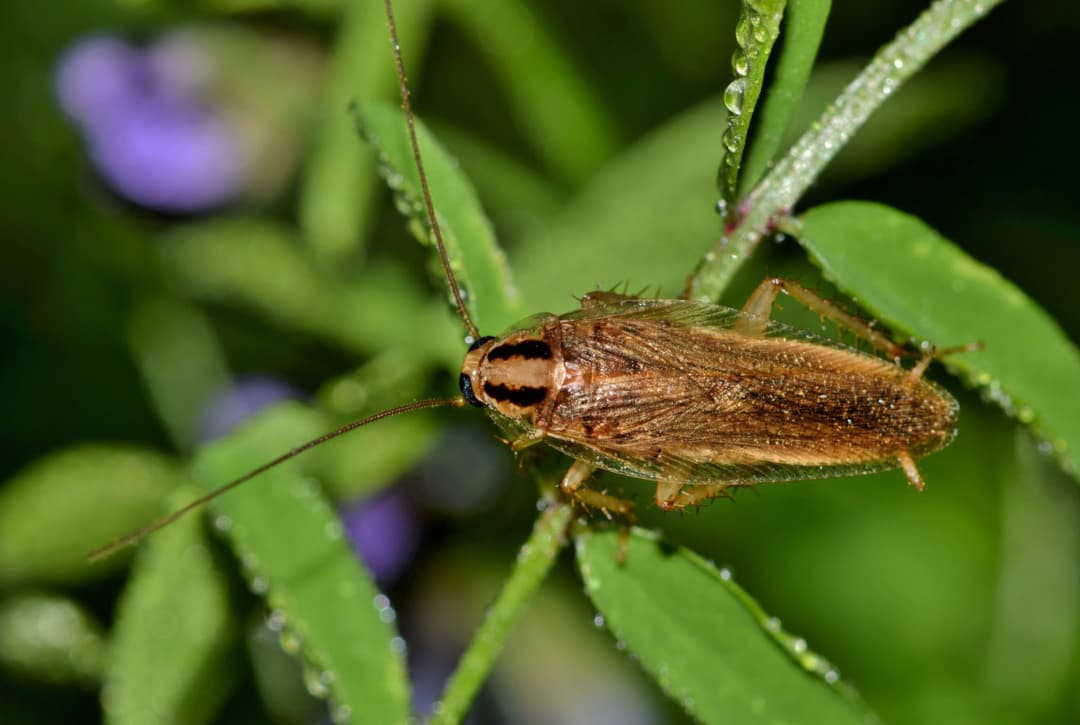 Cockroach pest control banner