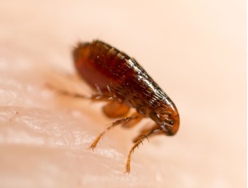 Flea pest control service