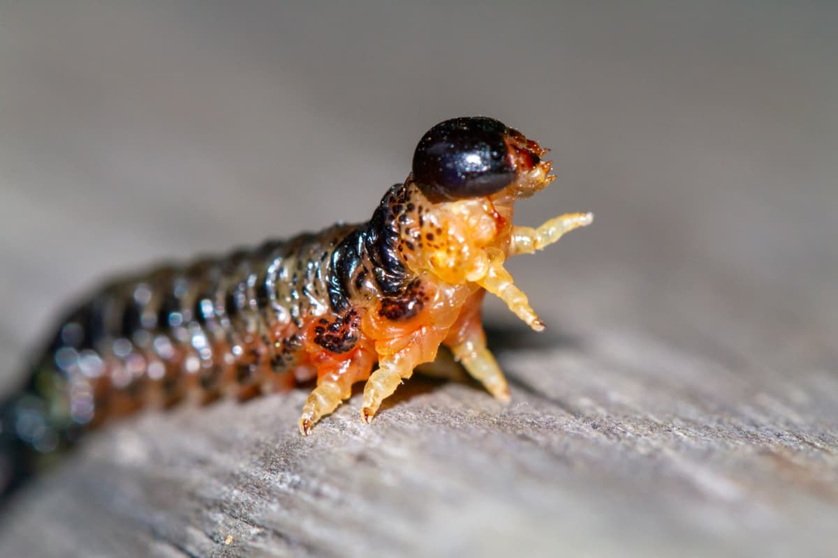 Pest animals and insects