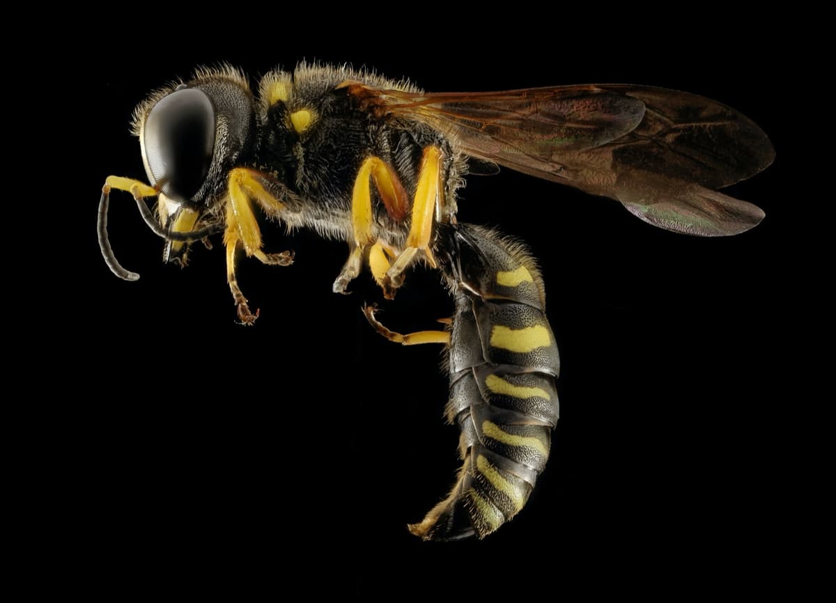 Wasp pest control service