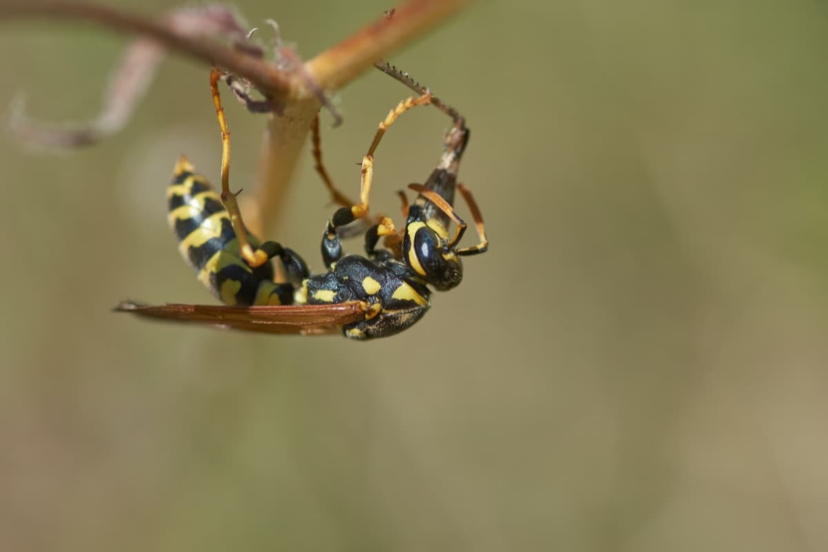 Ant and insect pests