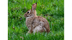 Rabbit pest control