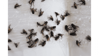 Scuttle fly pest