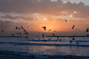 Seagulls on the beach, pesticide