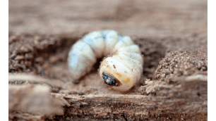 Woodworm pest
