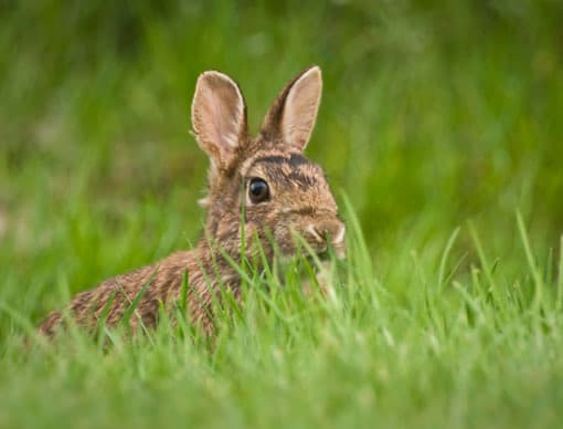 Rabbit in grass
