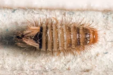 Carpet beetle pest