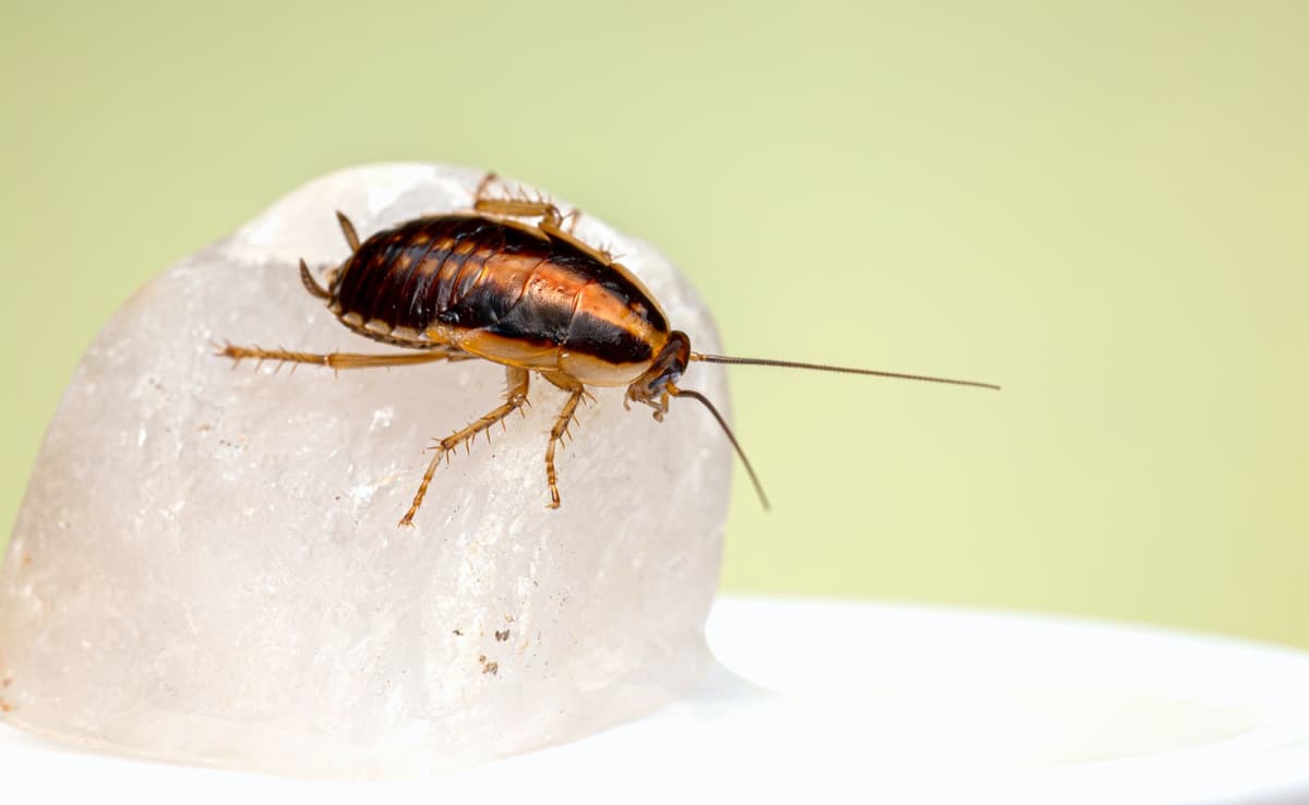 Insect pests