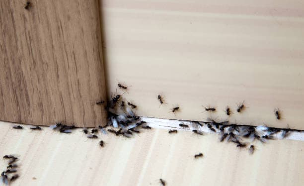 Ants in the house, domestic pest control