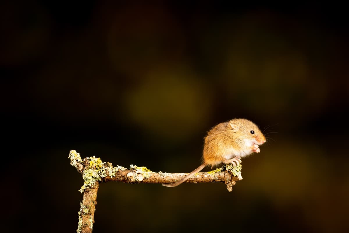 Small mices