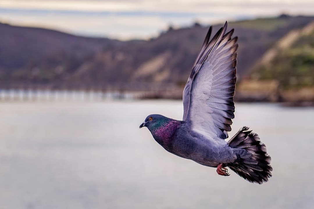 Pigeon pest control