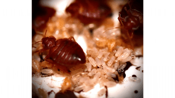 Bedbug pesticide