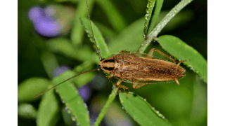 Cockroach pest control