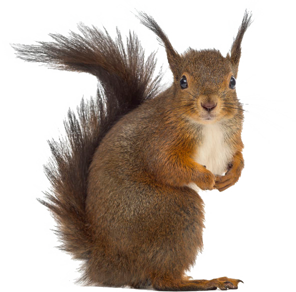 Squirrel pest animal