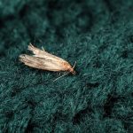 Common clothes moth (Tineola bisselliella) on green knitted fabric, closeup