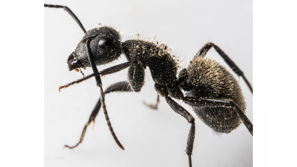 Large Ant pesticide