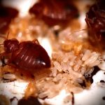 Good News!! Blood Sucking Bedbugs on the Decline in the UK.