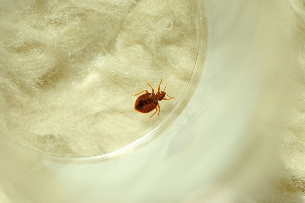 Bedbugs pest control