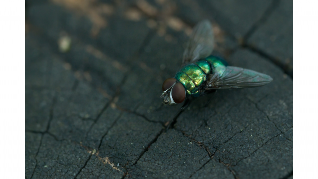 Blow fly - fly pesticide