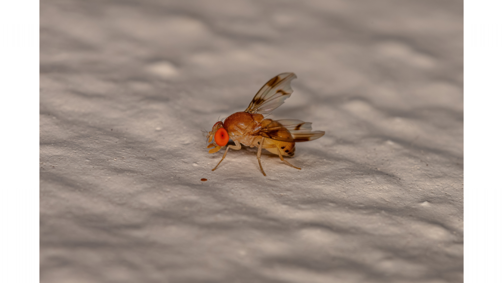 Fruit fly pesticide
