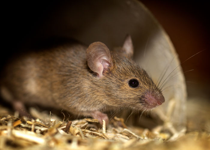 Mice pesticide in habitat