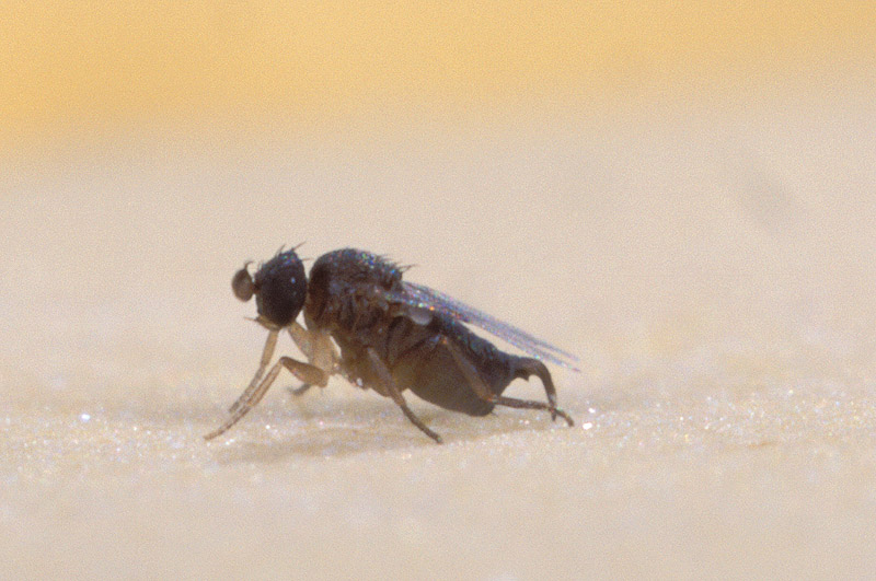Phorid fly - pesticide