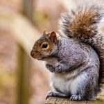 How Do I Get Rid of Squirrels in My Loft?