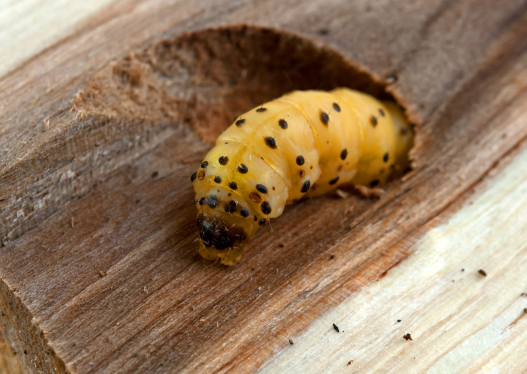 Pest Control Woodworm Information PestGone Pest Expert