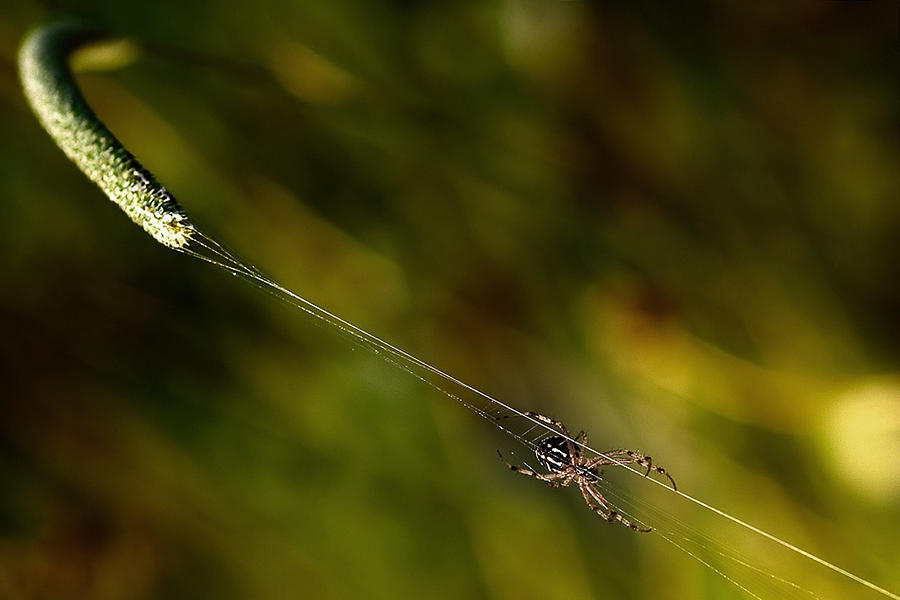 Catapult web spider pest