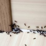 Ants in the house on the baseboards and wall angle