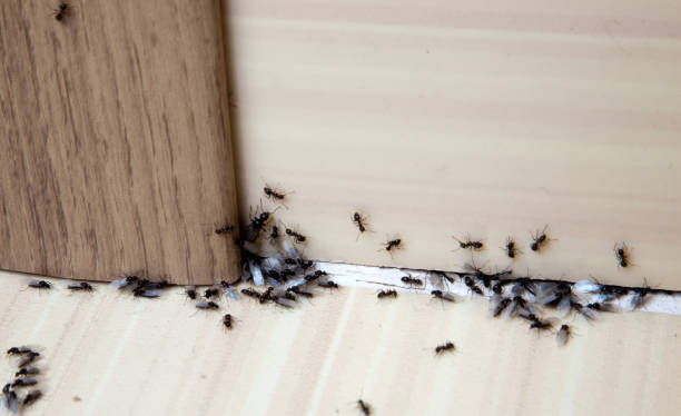 Ants in the house - domestic pest control