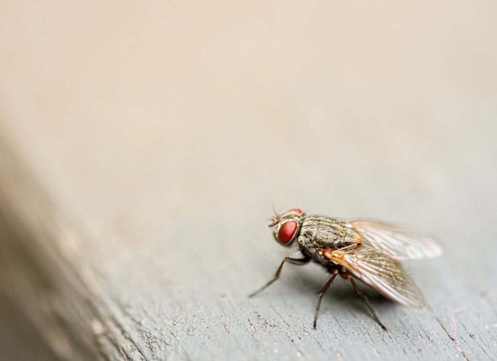 Small fly pesticide