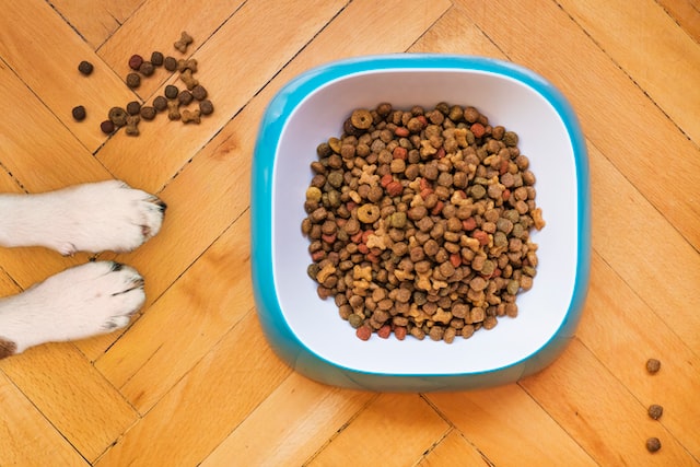 Preventing pests from your home - attractions such as pet food