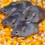 Of Mice and Men – A Pest Controllers most Common Adversary